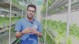 Hydroponics Farming in Nepal [upl. by Ilojne]