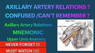 Axillary Artery Relations Mnemonic Upper Limb Anatomy [upl. by Osber44]