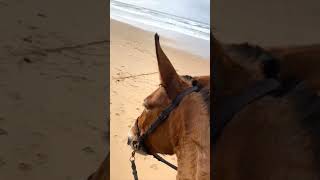 mule on the beach Maultier am Strandshortvideos shortsmulehorsemuliequestrian muaresanimal [upl. by Laetitia]