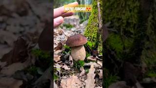 PORCINI AESTIVALIS 2024😍  Video in uscita il 050624🔝🙌 funghiporcini porcini [upl. by Aldos]