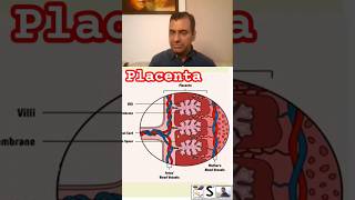 Fetal circulation nursingcompetition placenta [upl. by Dina]