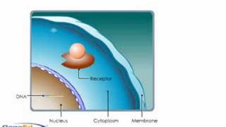 Glucocorticosteroid Mechansim of Action [upl. by Materse]