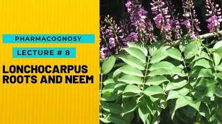 PHARMACOGNOSY  NATURAL PESTICIDES  LONCHOCARPUS ROOTS AND NEEM  LECTURE  8  HOPELESS MEDICOS [upl. by Silma470]