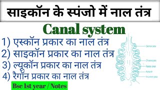 स्पंजो में नाल तंत्र । Different types of canal system in sycon  Bsc 1st year in hindi [upl. by Hurty473]