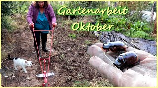 Gartenarbeit Oktober  Gründüngung aussäen  Katzen  Enten  Hühner [upl. by Noiek]