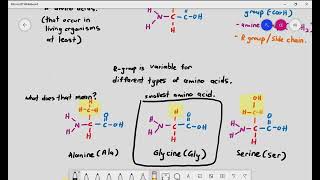 Introduction to Protein Synthesis  Alevel Biology  OCR AQA Edexcel [upl. by Shishko]