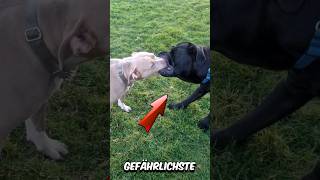 Cane Corso  Alles was du wissen musst 👀 [upl. by Aronoff]