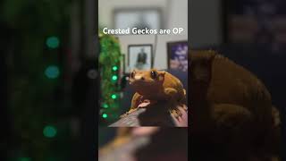 Crested Geckos are AWESOME reptiles reptile crestedgecko repticon love [upl. by Coffin]