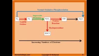 Free Radicals Glutathione Superoxide NADPH Oxidase N Acetylcysteine CGD MPO CCl4 [upl. by Mohammad]