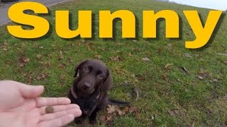 Welpen Hunde Erziehung Sunny ist stubenrein [upl. by Quintie]