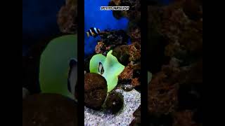 spotted damselfish fishingvideo fish aquriam aquarium aquarim fishaquarium birds [upl. by Astiram355]