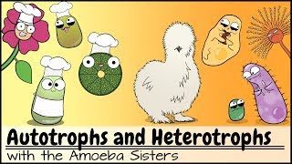 Autotrophs and Heterotrophs [upl. by Kahl]