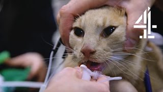 Tiger the Cat is Brought Back to Life  The Supervet [upl. by Karalee]