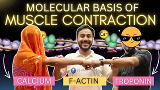 molecular basis of muscle contraction physiology  excitation contraction coupling physiology [upl. by Kellene651]