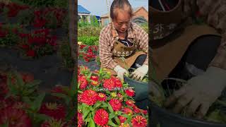 Remove grasses from farm flowers shortvideo howtogrowportulaca garden gardening [upl. by Salazar875]