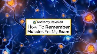 How to remember the muscles for your Level 3 anatomy and physiology exam [upl. by Enylekcaj]