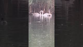 Little Grebe dives under Coot Also Swans amp Signets Barnes Pond [upl. by Amej194]