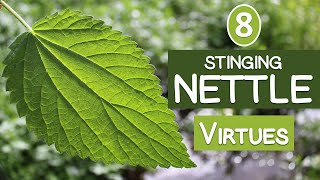 The 8 Virtues of STINGING NETTLE [upl. by Ahtiekal]