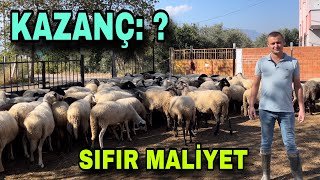 100 KOYUNDAN YILDA KAÇ PARA KAZANDIK  SIFIR MALİYET İLE KOYUN BAKIYOR [upl. by Reiniar832]