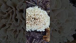 Eastern cauliflower mushroom Sparassis spathulata mushroom wildmushrooms cauliflower [upl. by Bellda810]