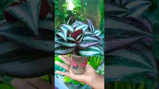 Wandering Jew Plant propagation with zero cost trending propagation shorts [upl. by Nealy396]