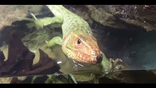 人懐っこいガイアナカイマントカゲ Friendly Guyana Caiman lizards [upl. by Attikin]