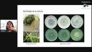 Aislamiento e identificación de Trichoderma spp endófitos [upl. by Loginov]