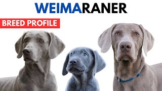 Weimaraner Dog Breed Profile History  Price  Traits  Weimaraner Dog Grooming Needs  Lifespan [upl. by Annairol369]