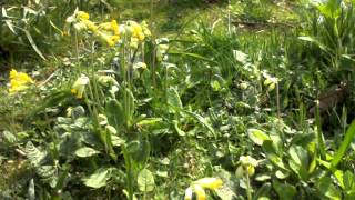 Gloucestershire Cowslips [upl. by Oiled962]