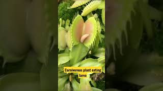 Carnivorous plants eating insects for their nutrition and energy [upl. by Weinrich]