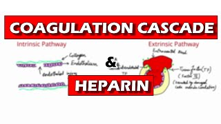 Coagulation Pathway and Mechanism of Action of Heparin [upl. by Aimit909]