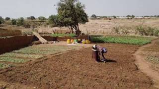 Dry Season Gardens of Nagboo Ghana 4K [upl. by Asilav]