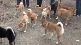 Pack of Shiba inus [upl. by Ema516]