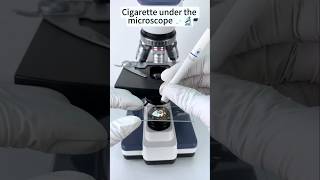 Cigarette tobacco under the microscope shorts [upl. by Ayekel766]