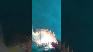 BAGONG SHAFT GOOD ACCURACY 🎯spearfishingphilipines spearfishingadventures [upl. by Castora]