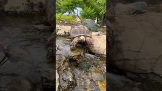 Biggy enjoying the Aquascape Ecosystem Water Feature sulcatatortoises waterfall watergarden [upl. by Pearla]