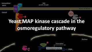 Yeast MAP kinase cascade in the osmoregulatory pathway [upl. by Ahsiruam421]