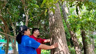 31 MILLION Thailand Baht for 70 AGARWOOD TREES Only From 18 Yrs Old Abandoned Plantation [upl. by Karlene]