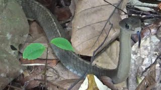 Big Rat Snake in Singapore [upl. by Rednijar681]