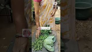 New added cabbage and chukka kura harvesting gardening youtubeshorts [upl. by Pegasus]