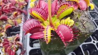 How to feed Venus flytraps [upl. by Kelbee]