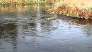 Shasta River Fall Chinook Spawn [upl. by Atrim219]