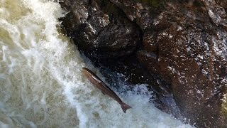 Salmon Leaping Waterfall Hermitage Dunkeld Highland Perthshire Scotland [upl. by Arodal]