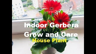 How to Grow and Care for Indoor Gerbera Plant  House plant care  Gerbera daisy  Know This Today [upl. by Nahtaoj432]