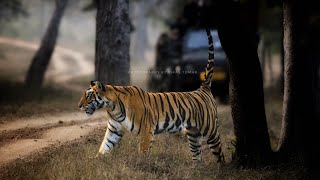 Satpura National Park natgeoindia [upl. by Natan]