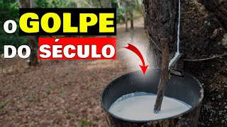 💰O ROUBO HISTÓRICO que fez o Brasil deixar de ser o LÍDER MUNDIAL na produção de LÁTEX🌳 [upl. by Traweek851]