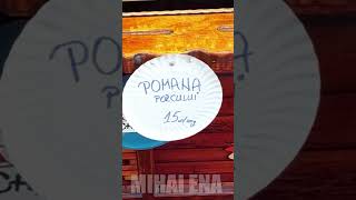 Pomana porcului 15 lei  100g si frigărui dolofane  Zilele Bacăului [upl. by Aven]