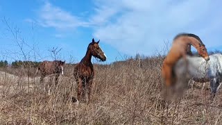 The Season On The Farm Is Mixed With e Breeds Of Quarter Horses [upl. by Annahaj]