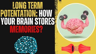 Long Term Potentiation How Your Brain Stores Memories [upl. by Yevi453]