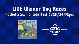 LIVE Wiener Dog Races at Czig Meister Brewery Hackettstown Oktoberfest 92824 [upl. by Adnuhsal]